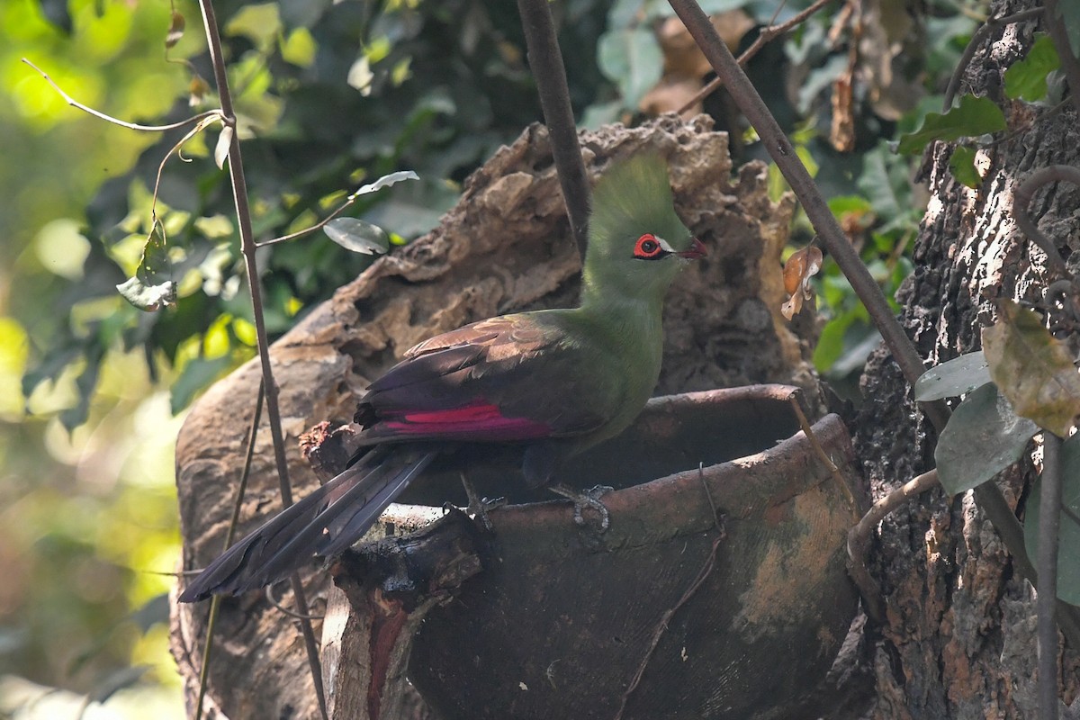 Guinea Turaco (Buffon's) - ML644071181