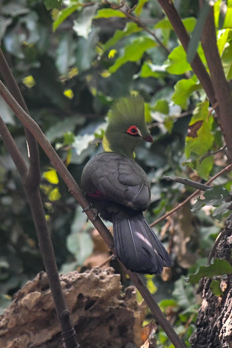Guinea Turaco (Buffon's) - ML644071183