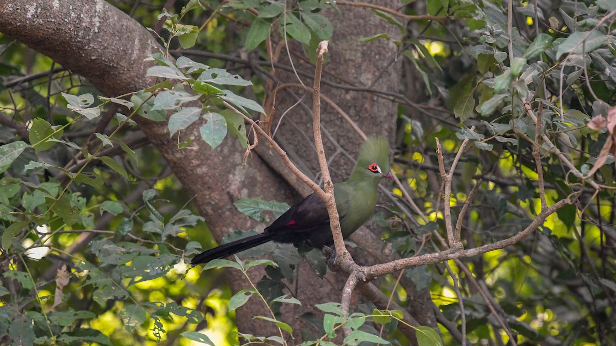 Guinea Turaco (Buffon's) - ML644071184