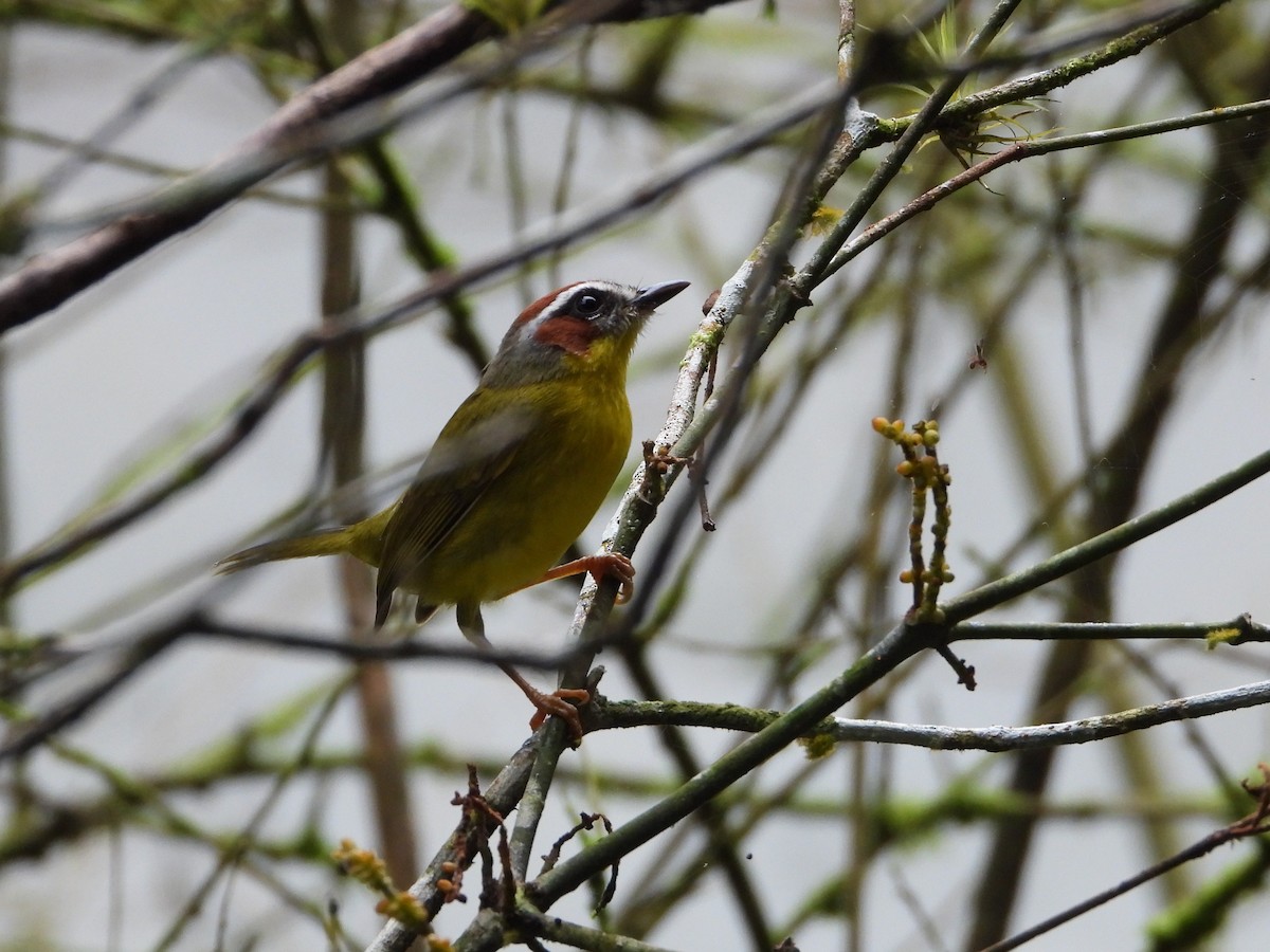 Chestnut-capped Warbler - ML644071188
