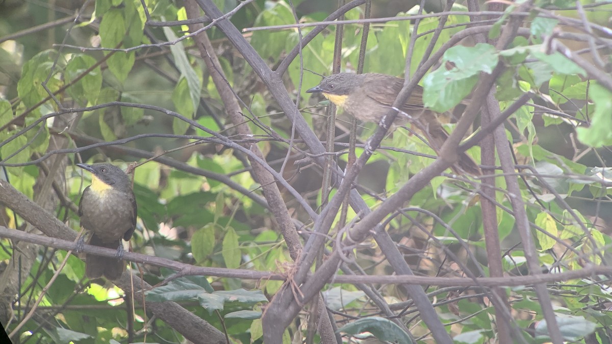 Yellow-gorgeted Greenbul - ML644071203