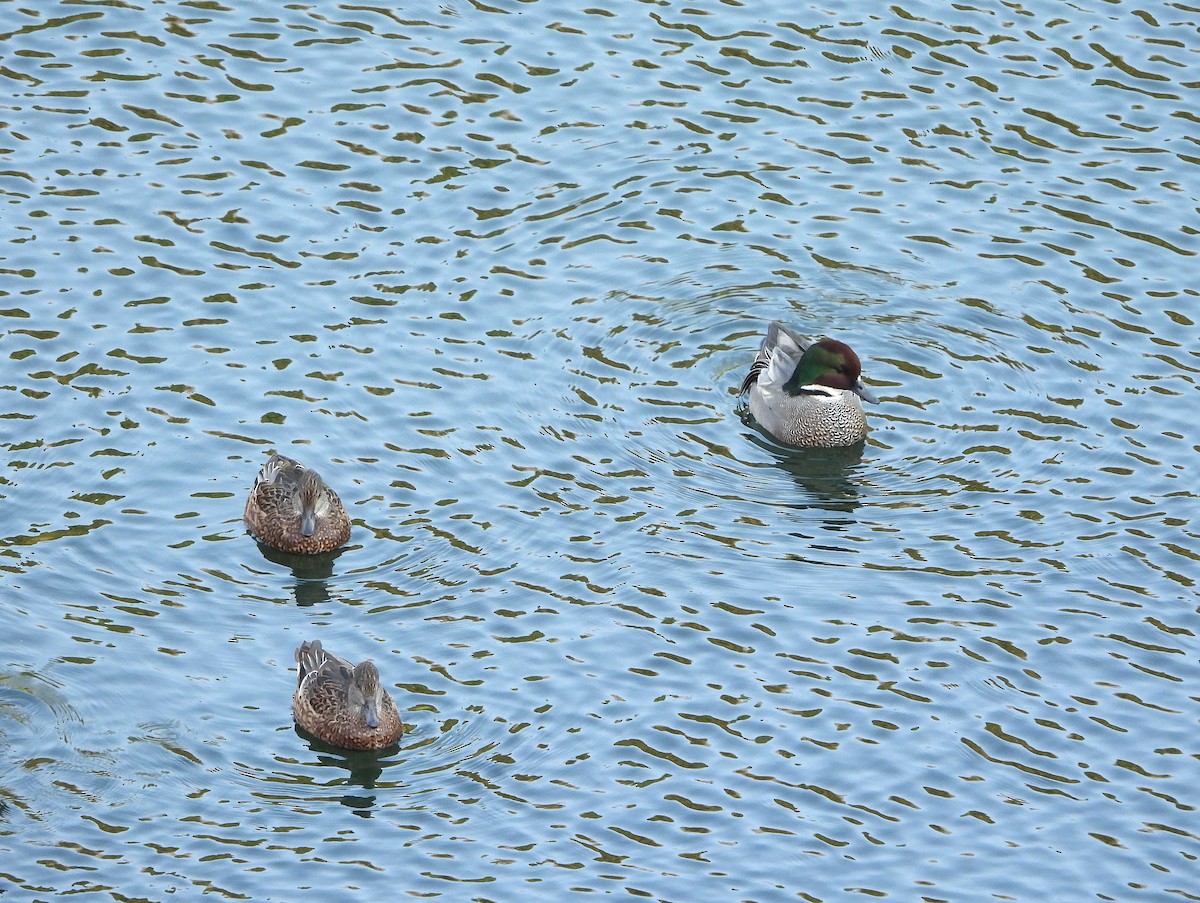 Falcated Duck - ML644071221