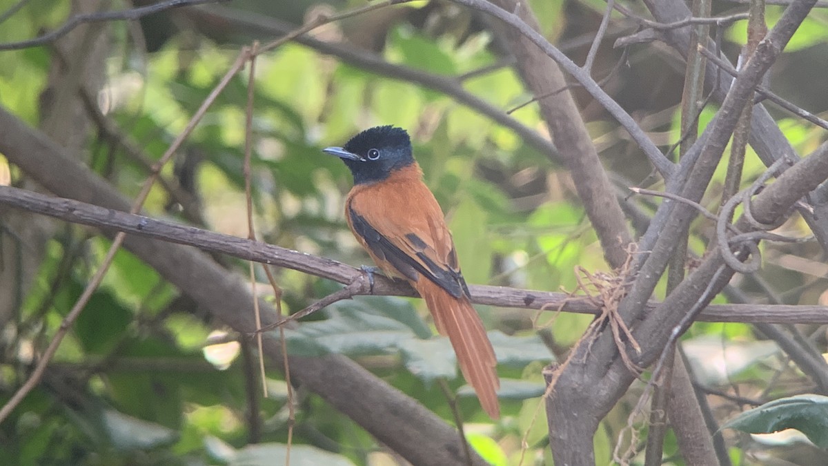 Black-headed Paradise-Flycatcher (Red-bellied) - ML644071232
