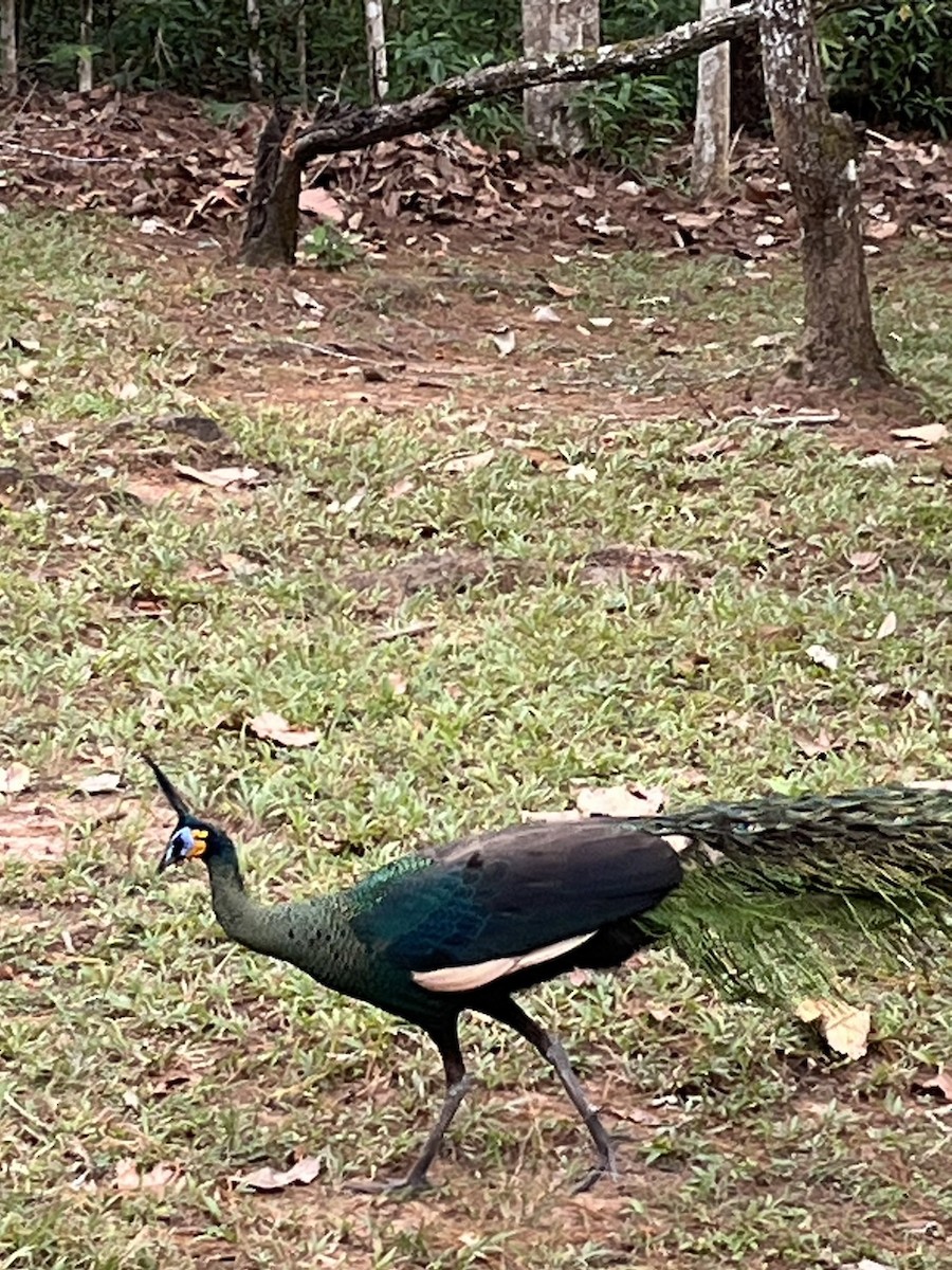 Pavo Real Cuelliverde - ML644071234