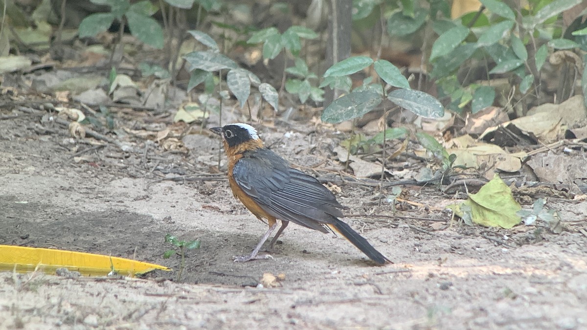 Snowy-crowned Robin-Chat - ML644071240