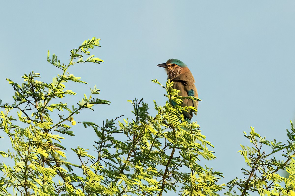 インドブッポウソウ - ML644071254