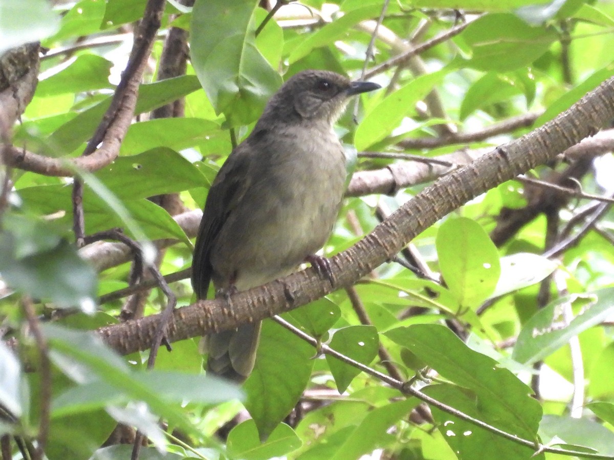 Olive-winged Bulbul - ML644071260