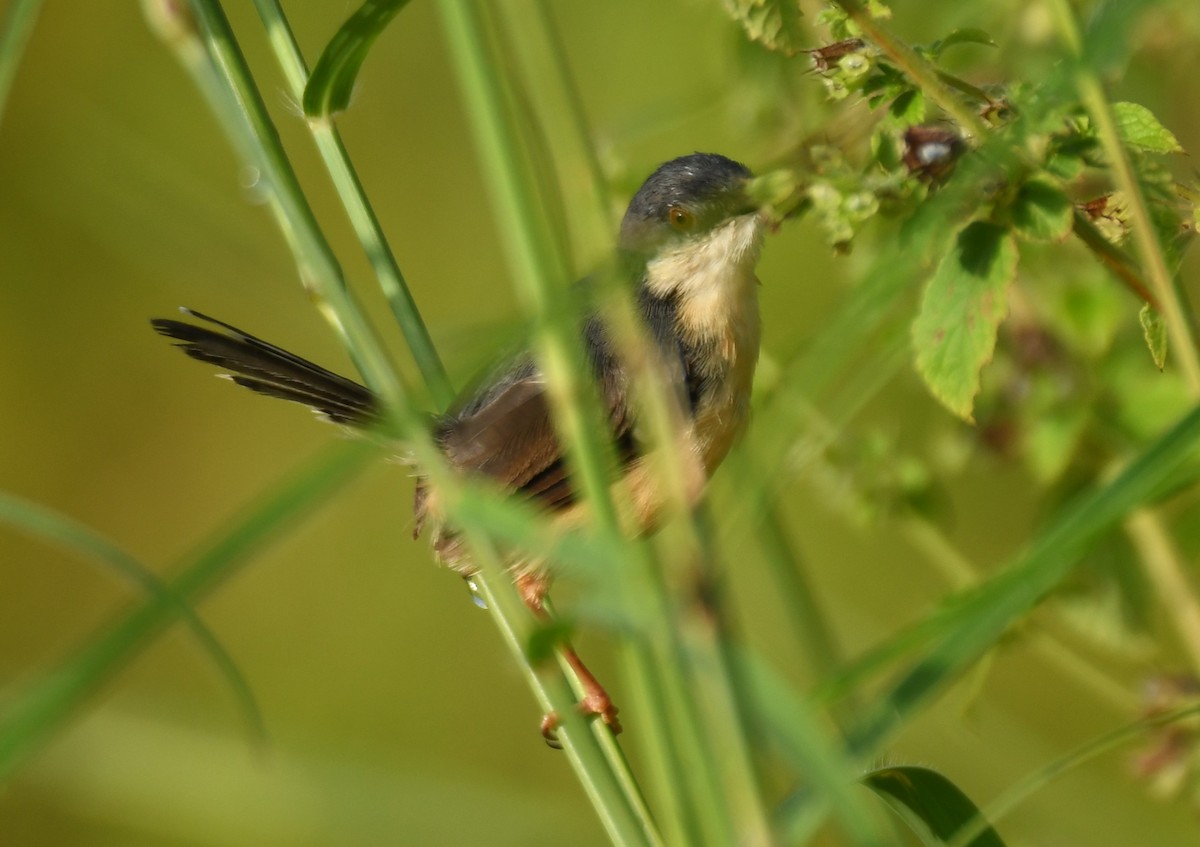 Ashy Prinia - ML644071261