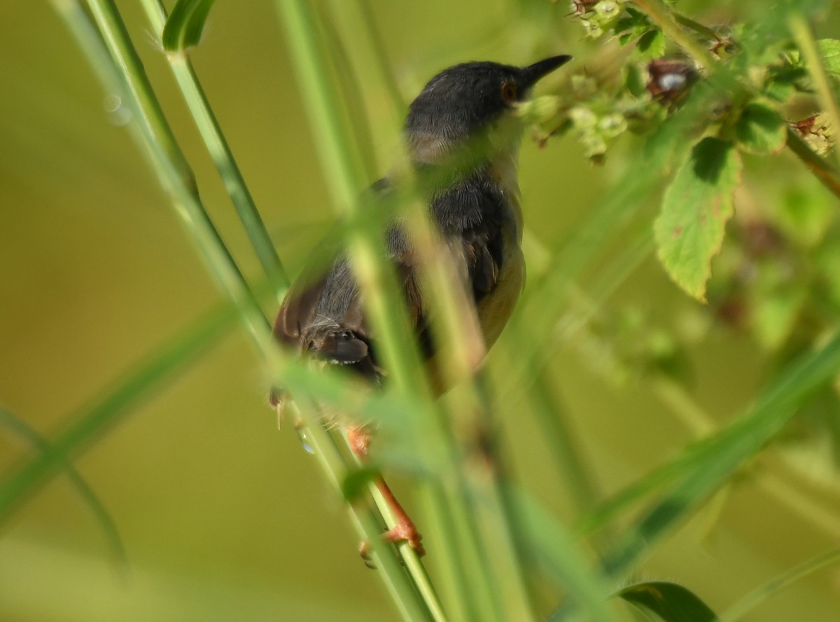 Ashy Prinia - ML644071262