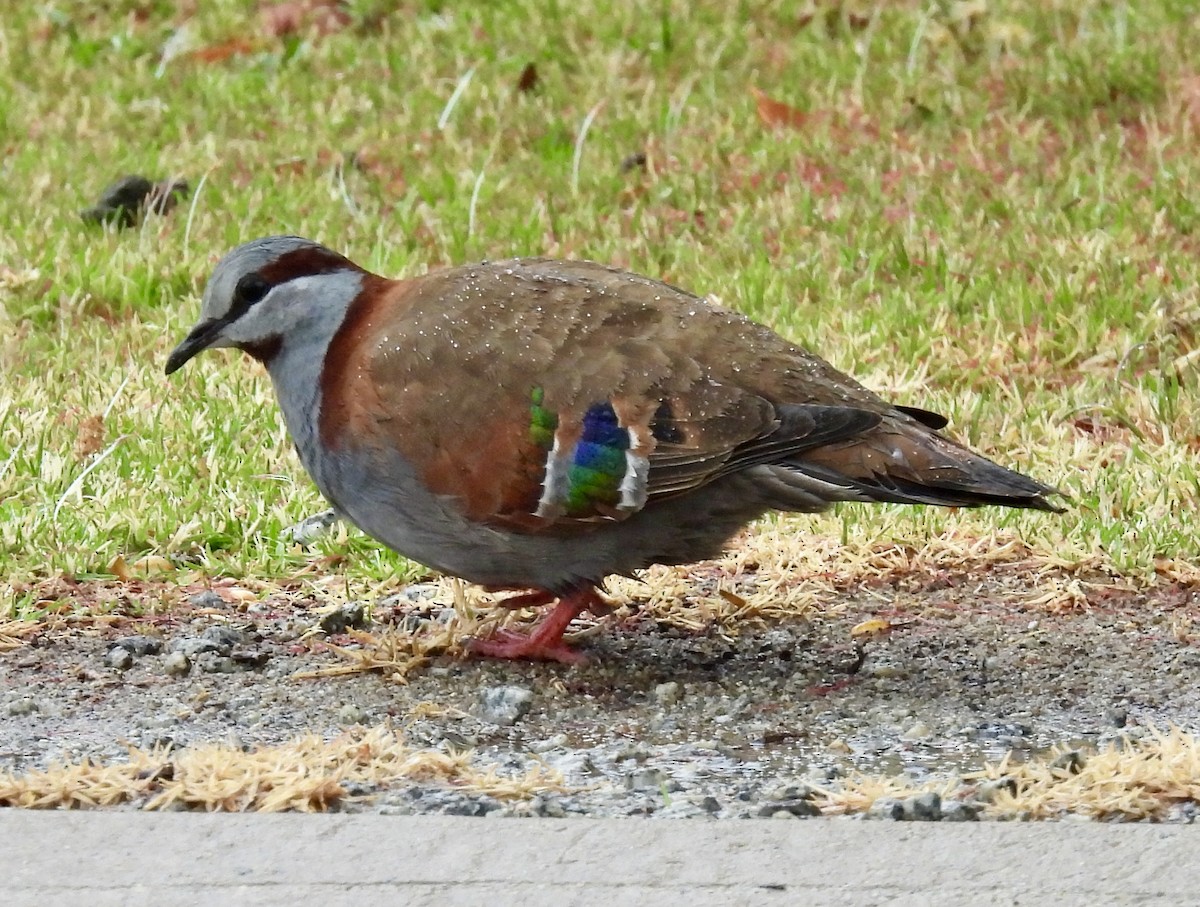 holub pestrokřídlý - ML644071267