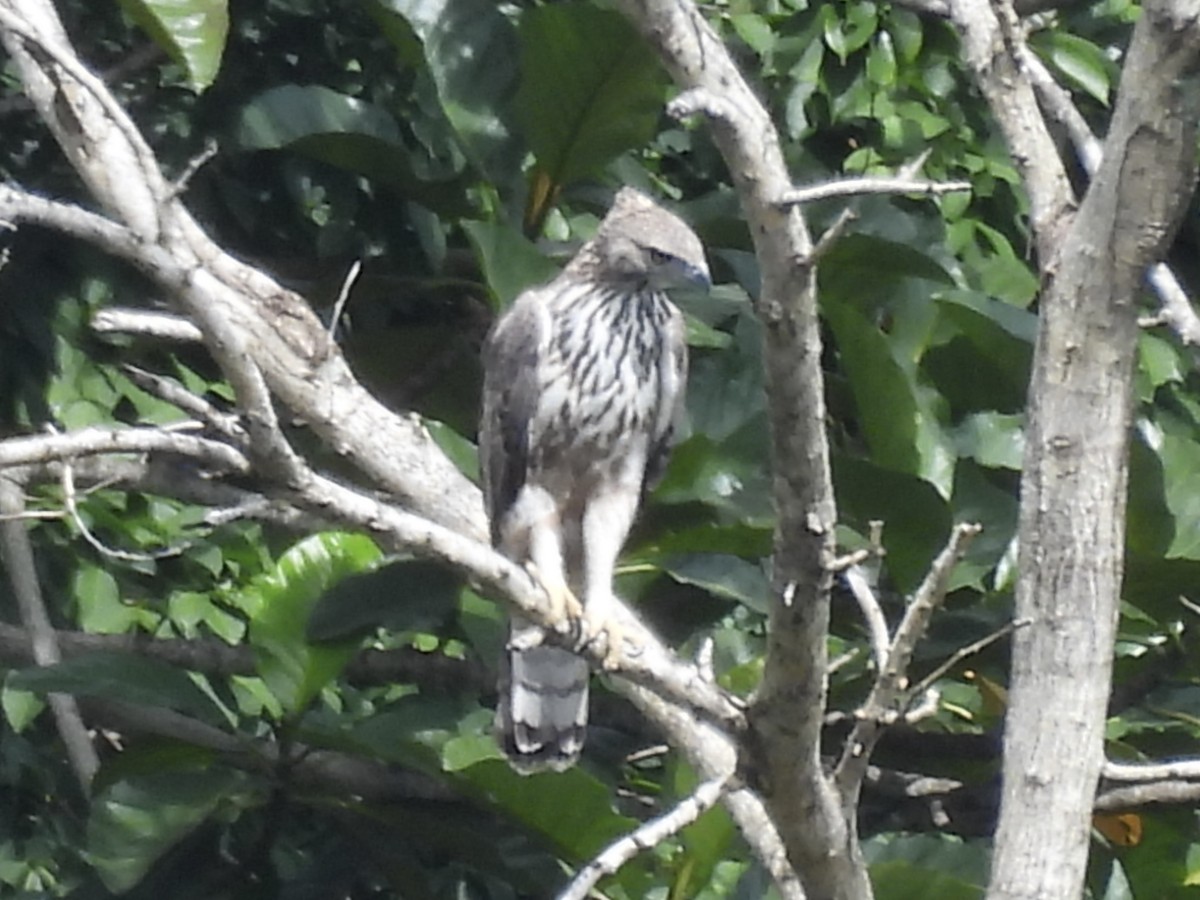 Changeable Hawk-Eagle - ML644071268