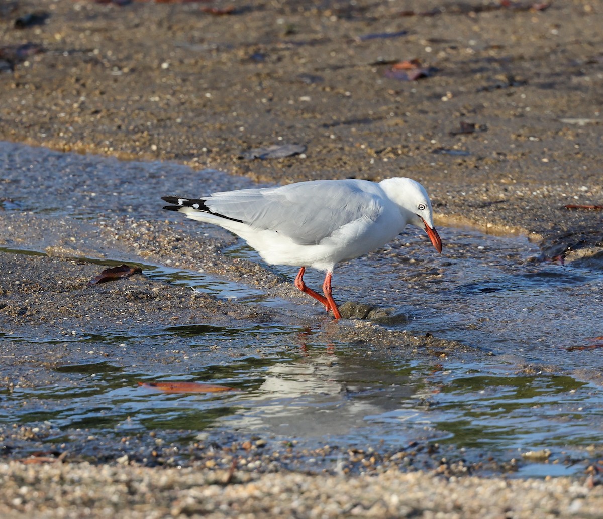 Silver Gull - ML644071275