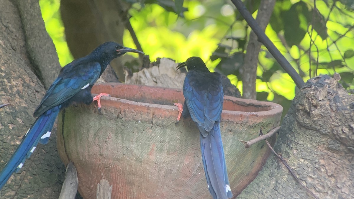 Green Woodhoopoe - ML644071279