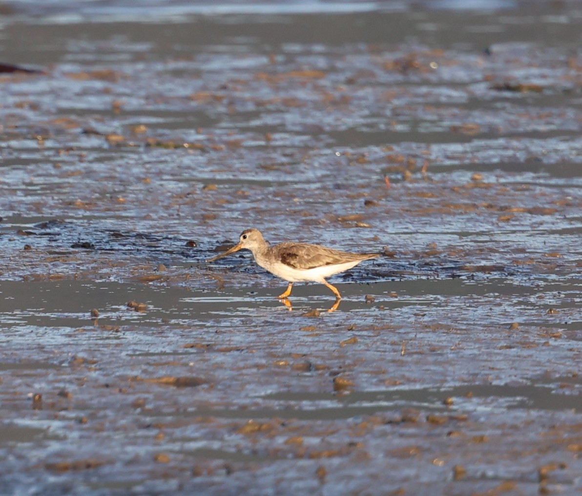 Terek Sandpiper - ML644071281