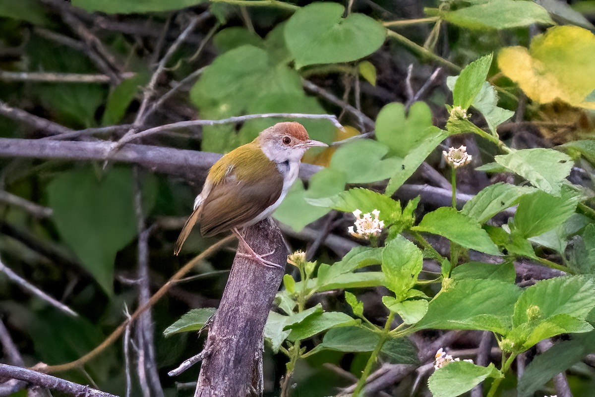 Common Tailorbird - ML644071291