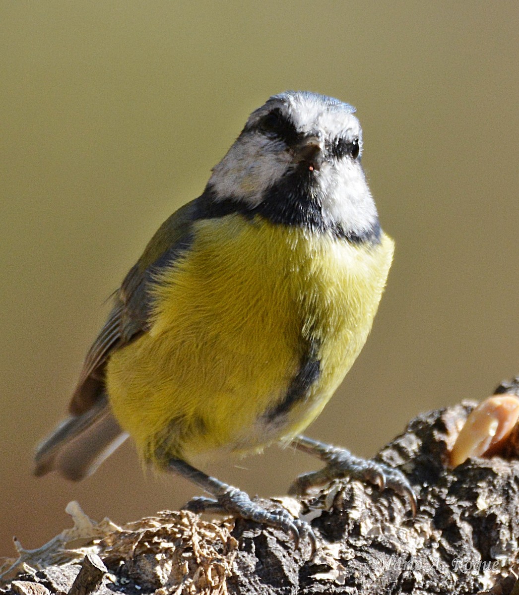 Eurasian Blue Tit - ML644071306