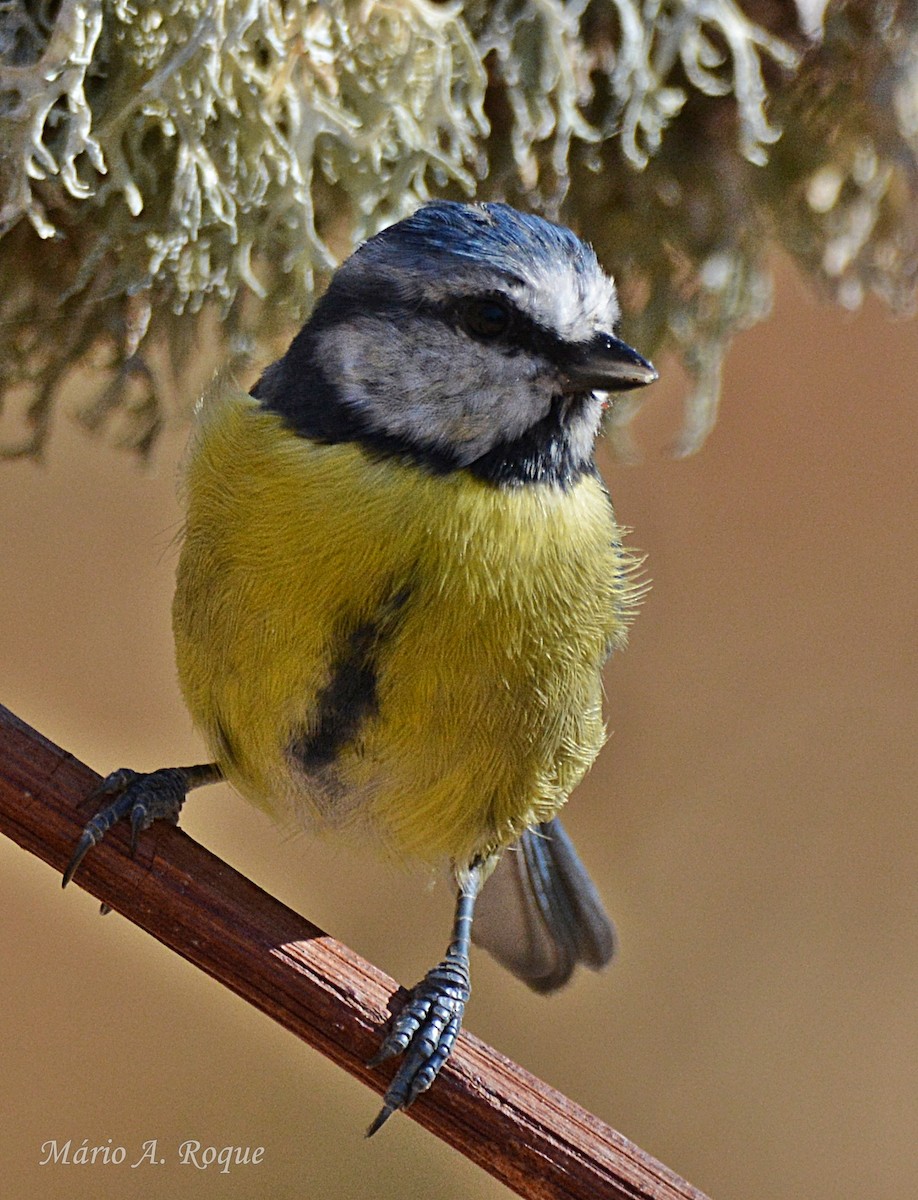 Eurasian Blue Tit - ML644071307