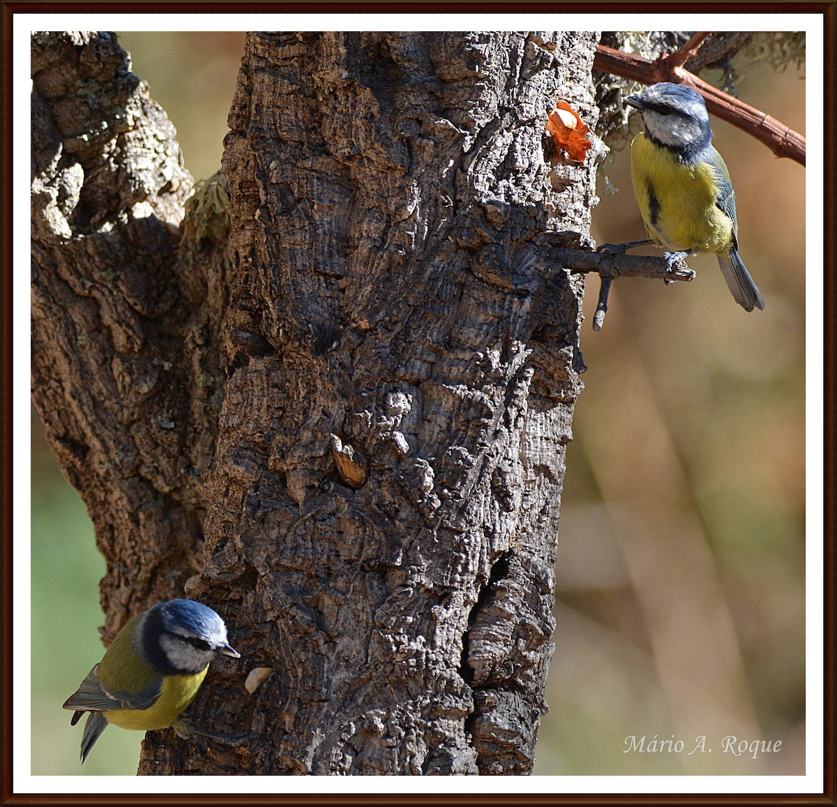 Eurasian Blue Tit - ML644071308