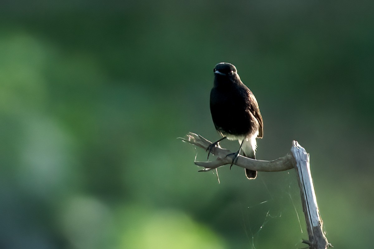 Pied Bushchat - ML644071310