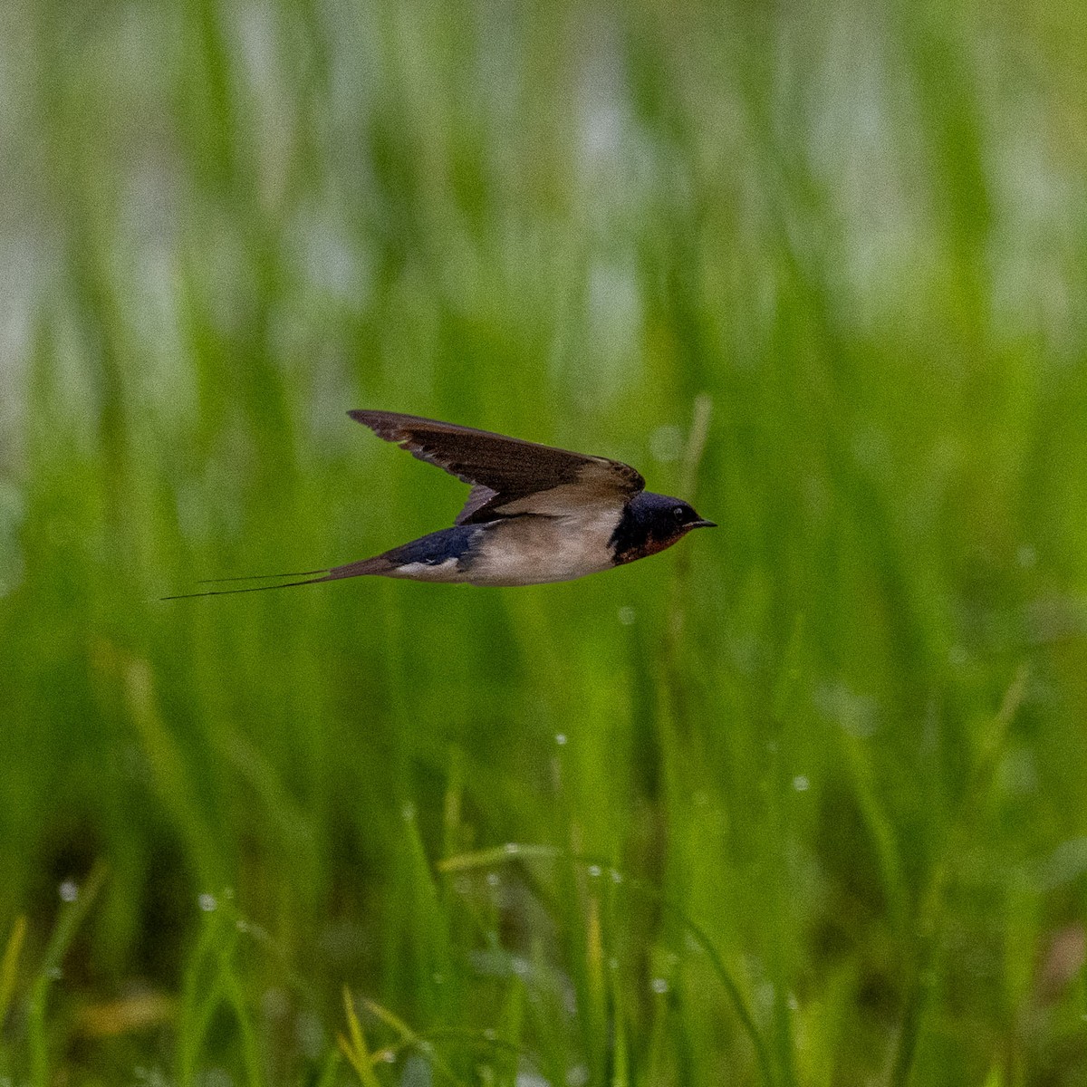 Barn Swallow - ML644071323