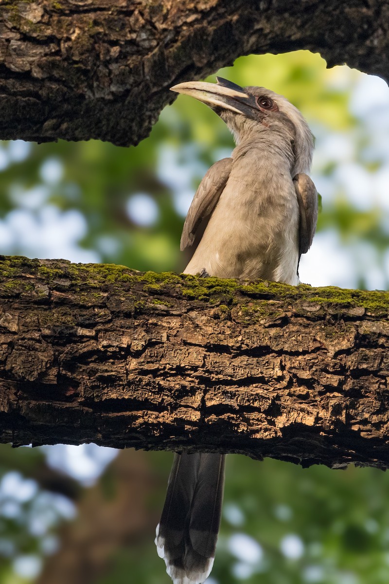 Indian Gray Hornbill - ML644071344