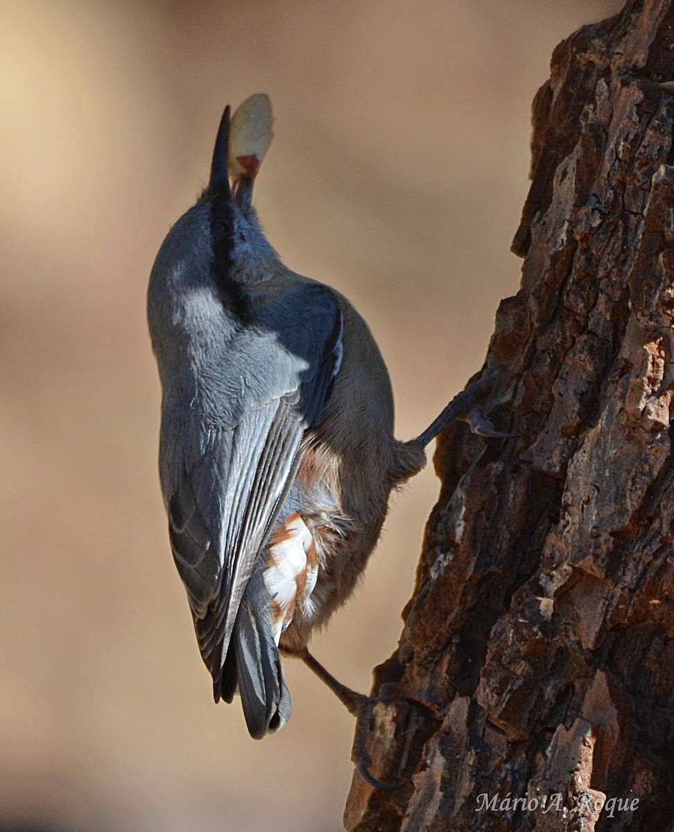 Garrapo eurasiarra - ML644071364