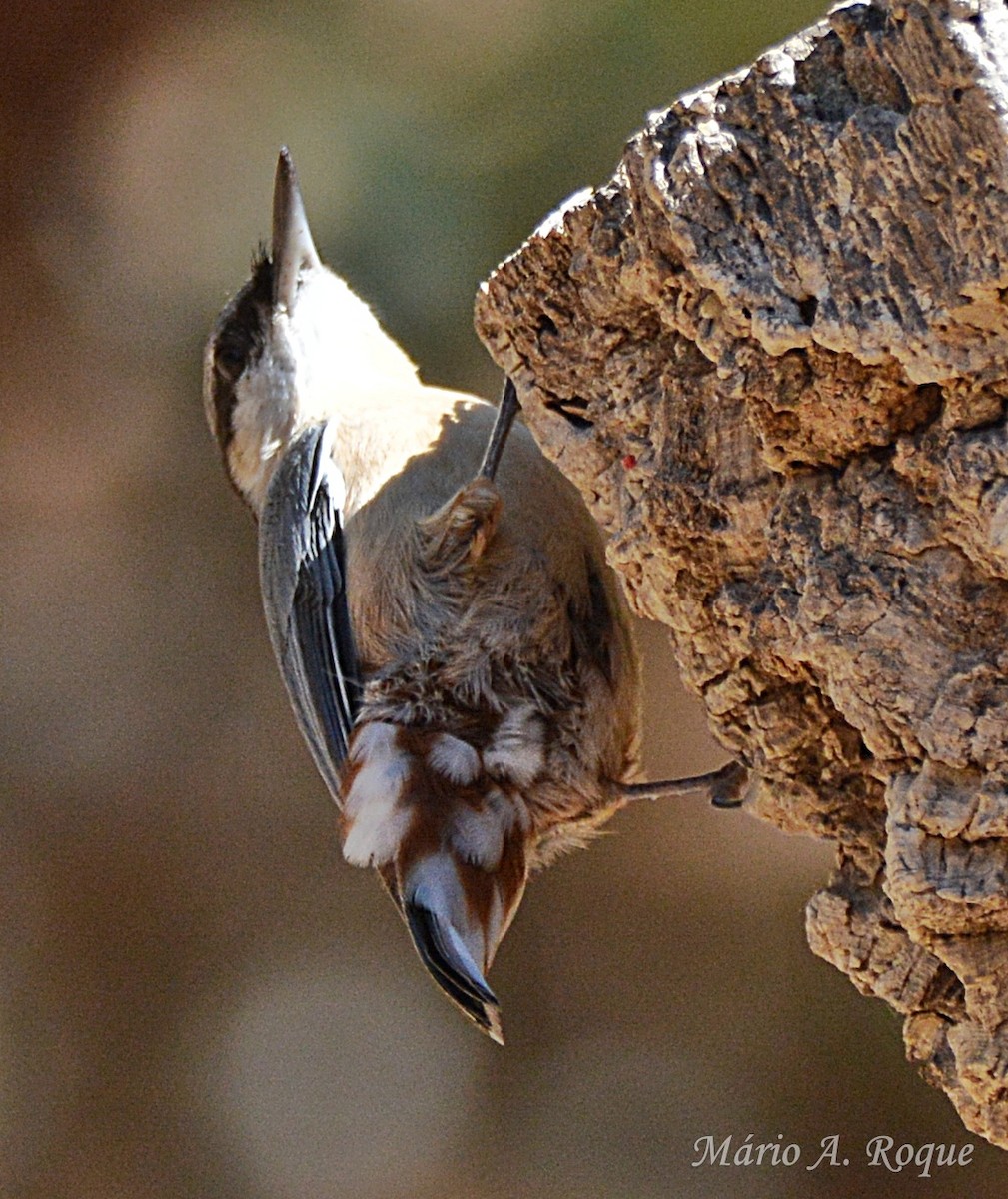 Garrapo eurasiarra - ML644071365