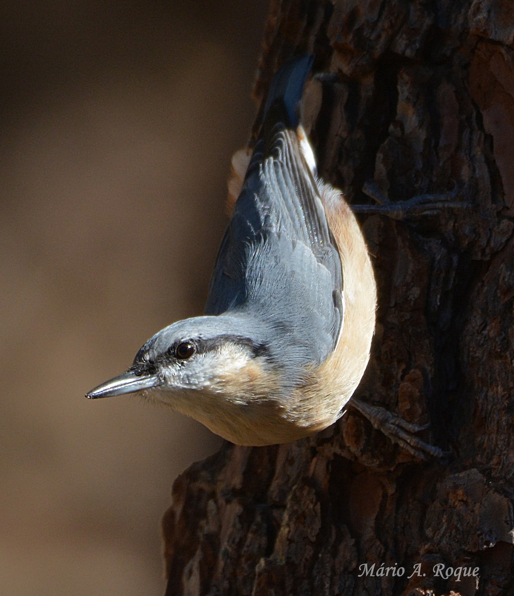 Garrapo eurasiarra - ML644071366