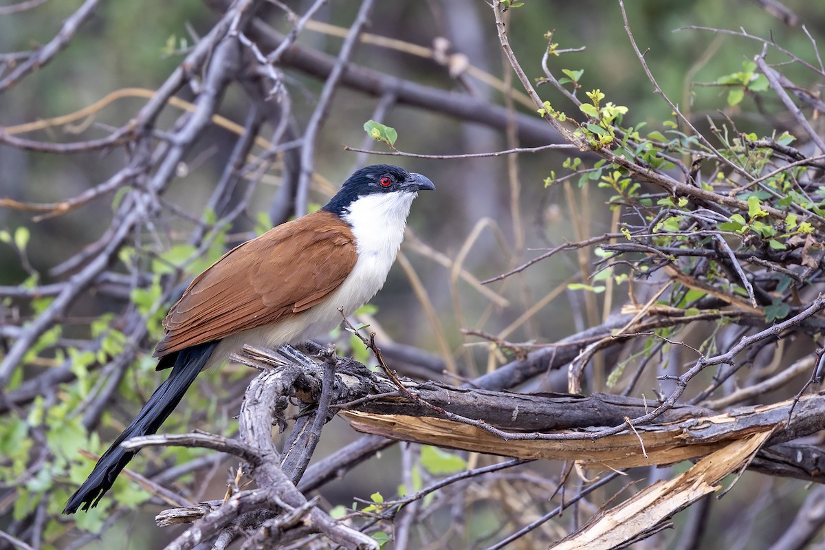 セネガルバンケン - ML644071379