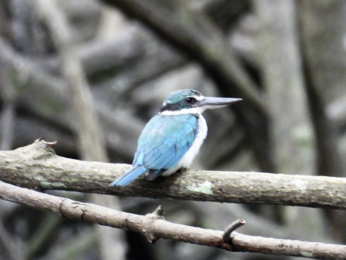 Collared Kingfisher - ML644071386