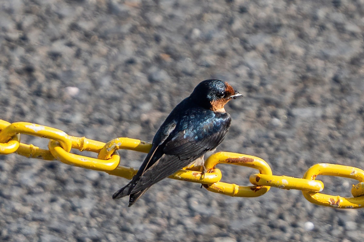 Pacific Swallow - ML644071416