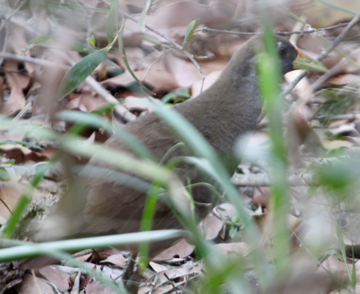 Pale-vented Bush-hen - ML644071417