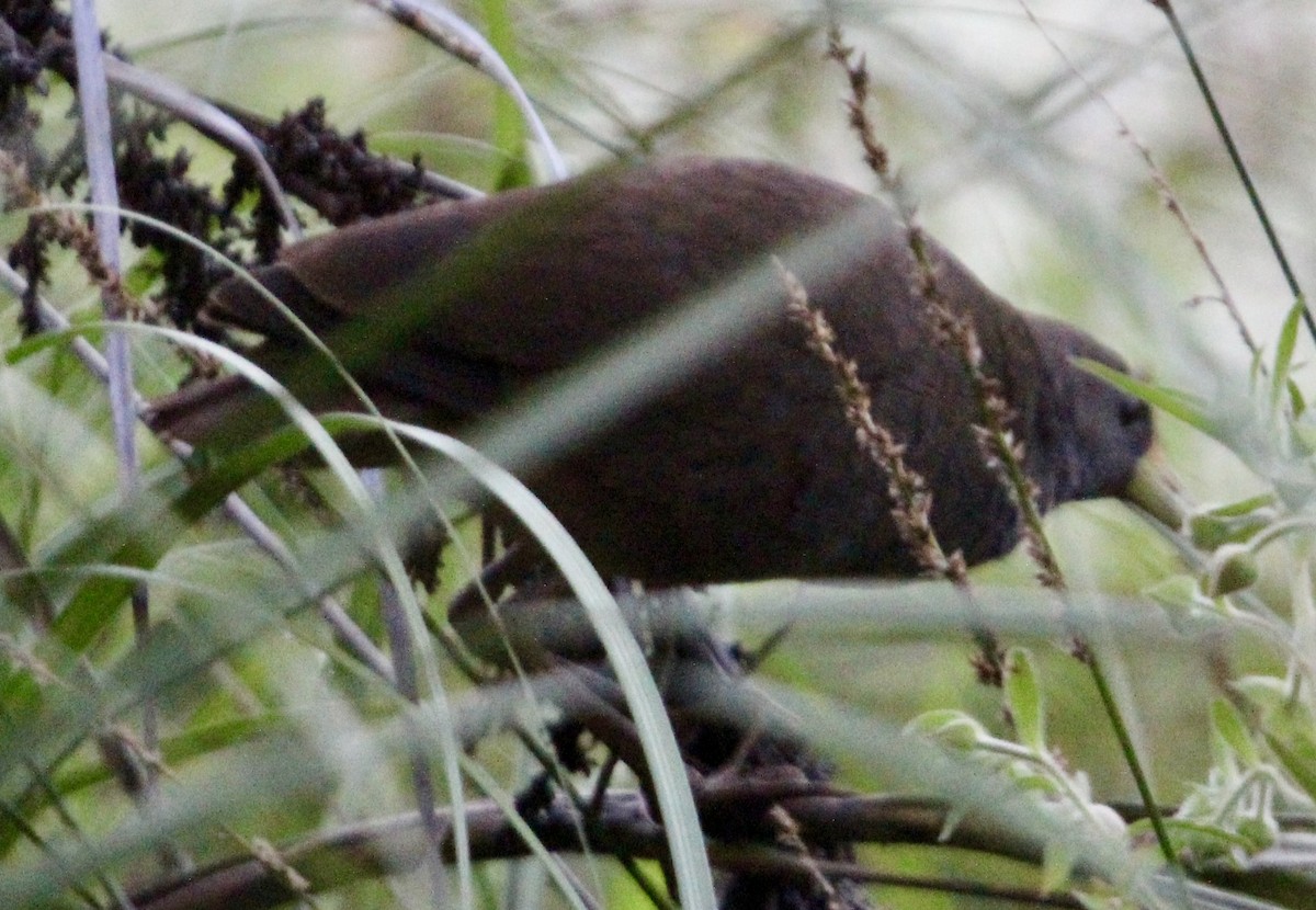 Pale-vented Bush-hen - ML644071418