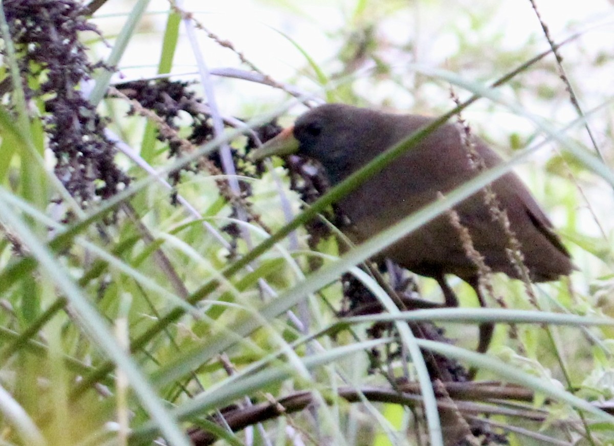 Pale-vented Bush-hen - ML644071419