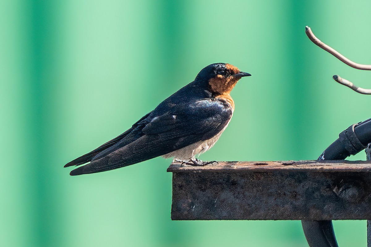 Pacific Swallow - ML644071427