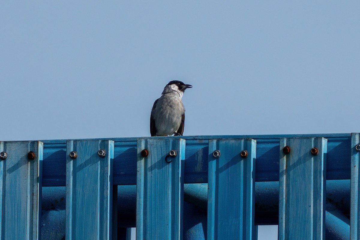 Sooty-headed Bulbul - ML644071444