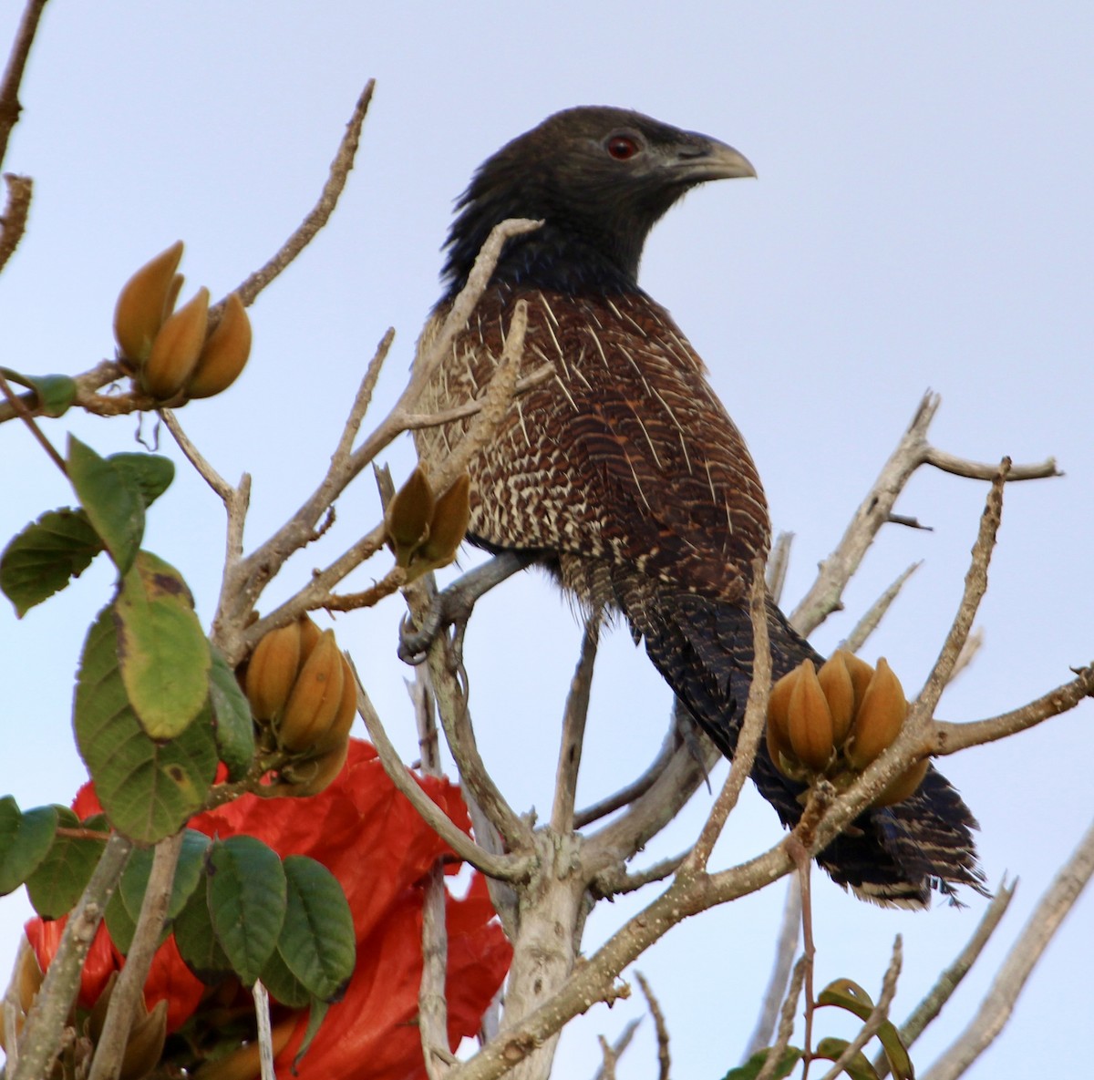 Pheasant Coucal - ML644071462