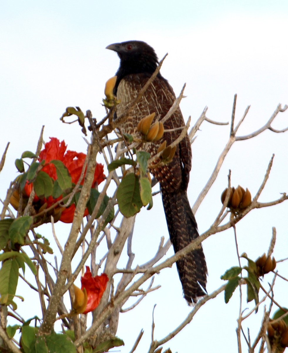 Pheasant Coucal - ML644071463
