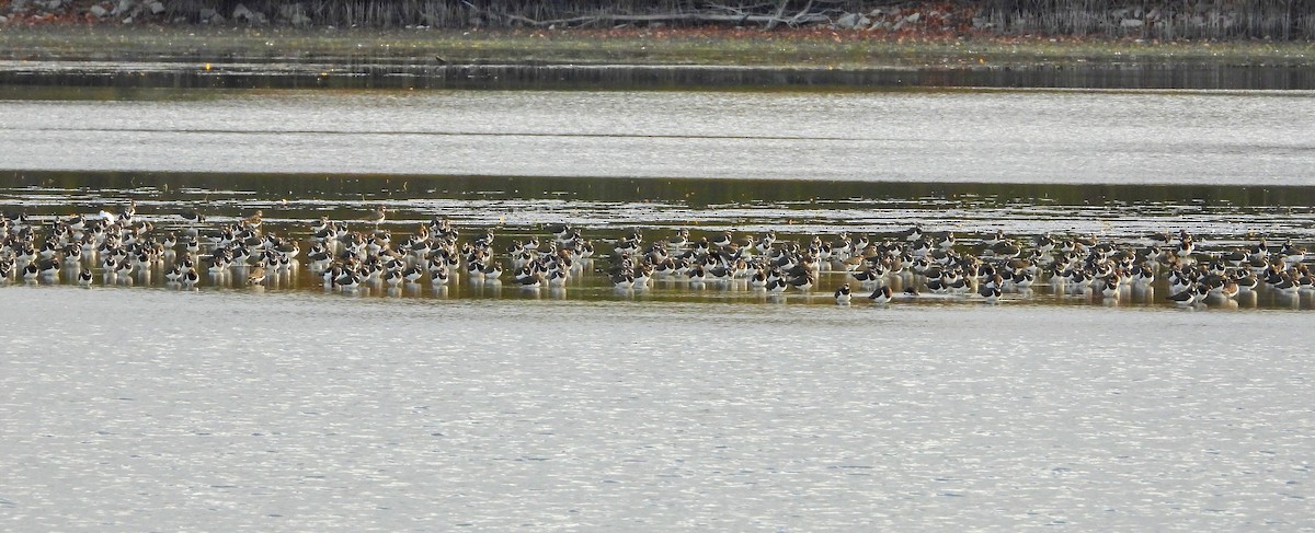 Vanneau huppé - ML644071464