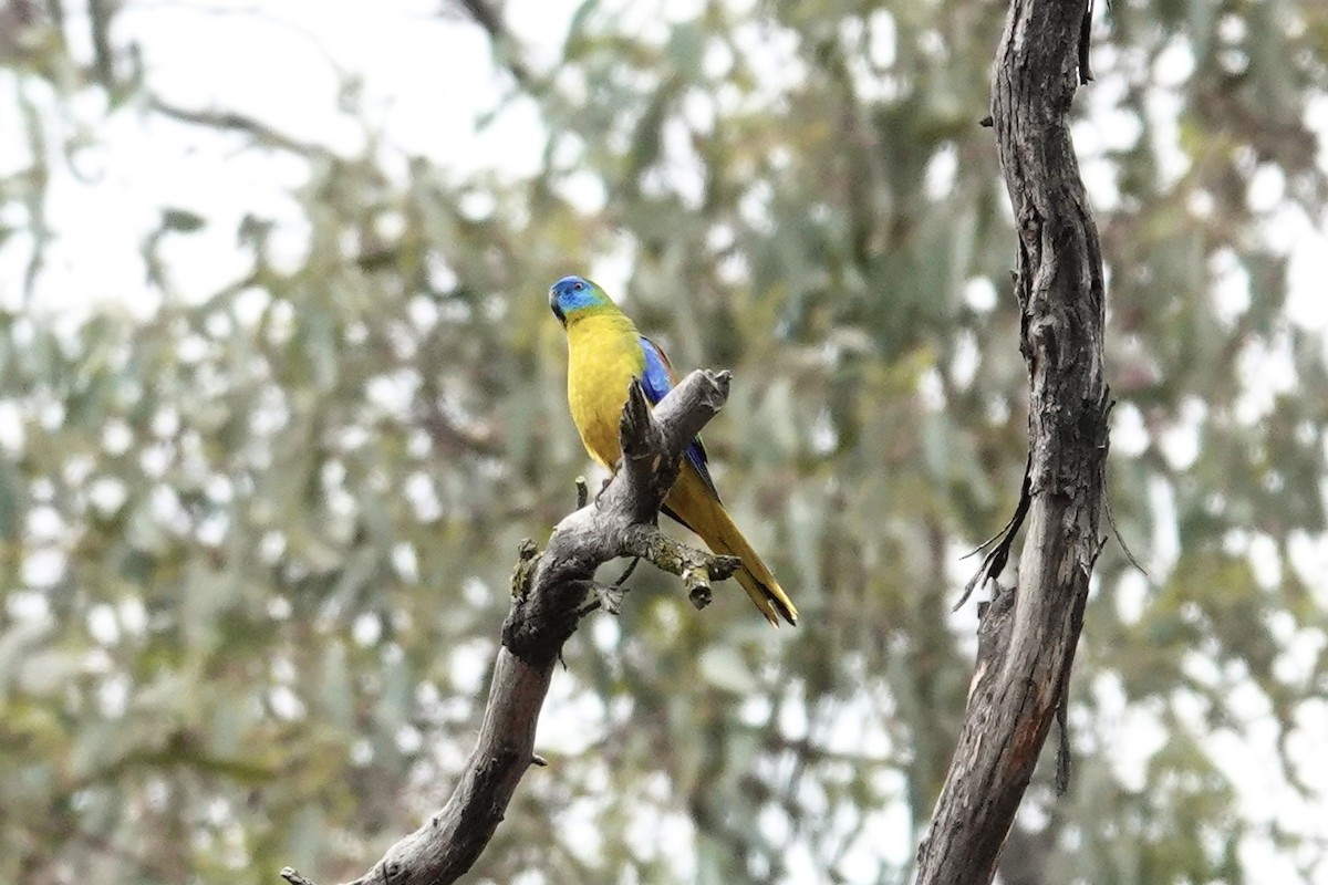 キキョウインコ - ML644071466