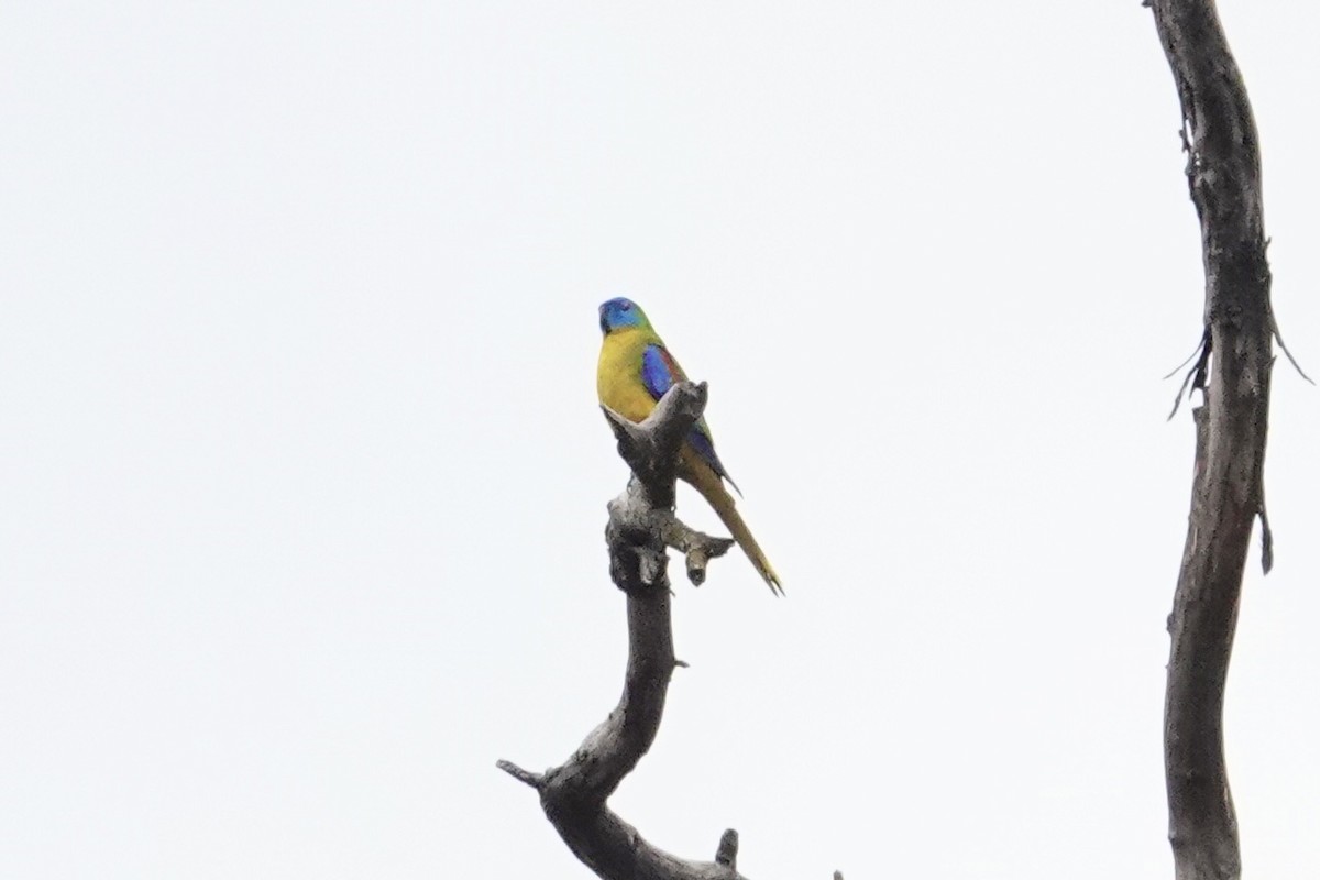 キキョウインコ - ML644071467