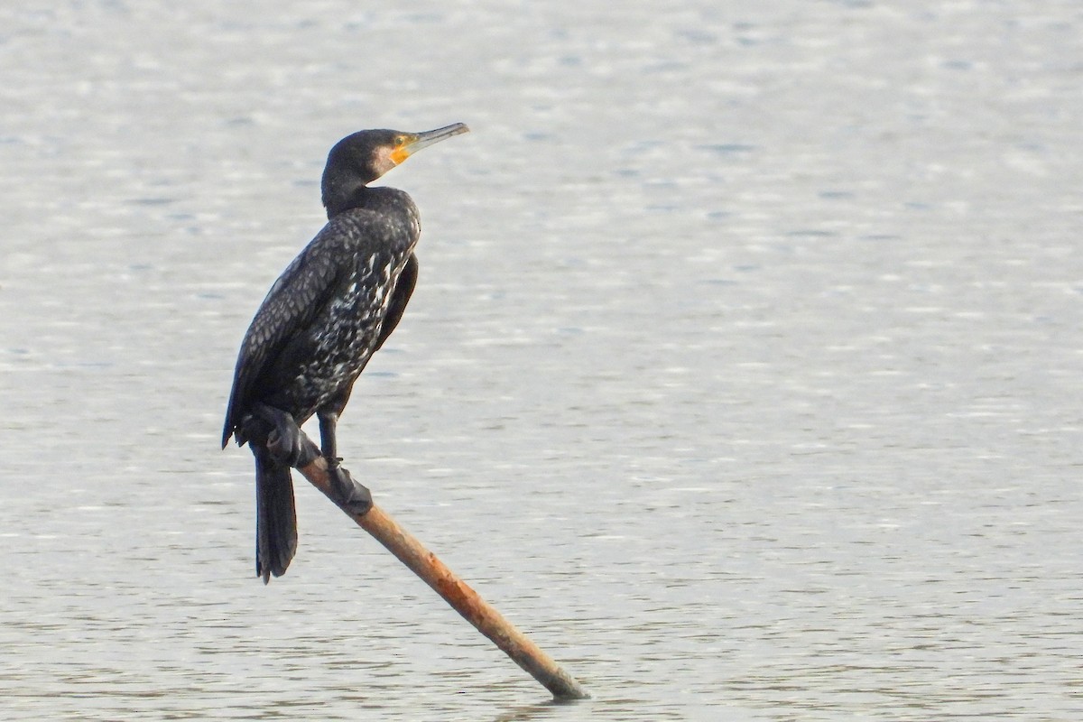 Grand Cormoran - ML644071477