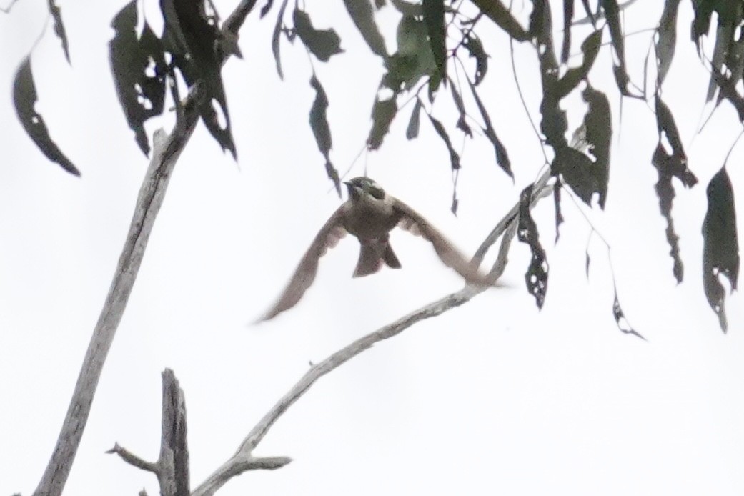 ノドグロハチマキミツスイ - ML644071486