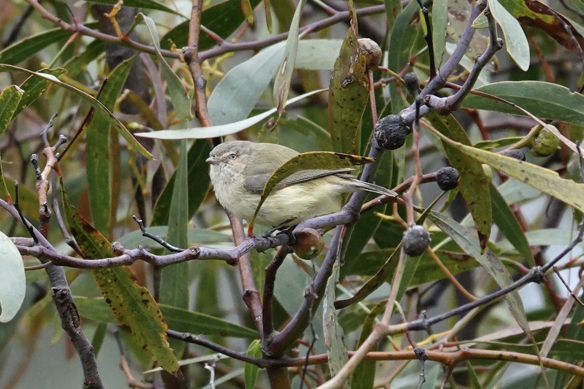 コバシムシクイ - ML644071495