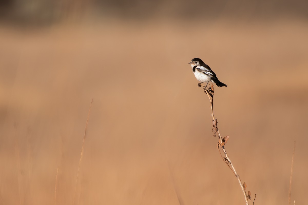 Cock-tailed Tyrant - ML644071499