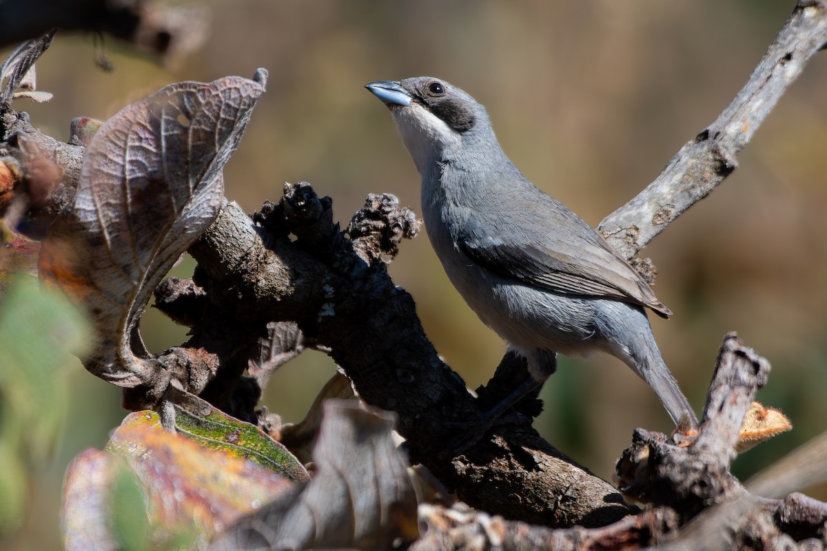 White-banded Tanager - ML644071501
