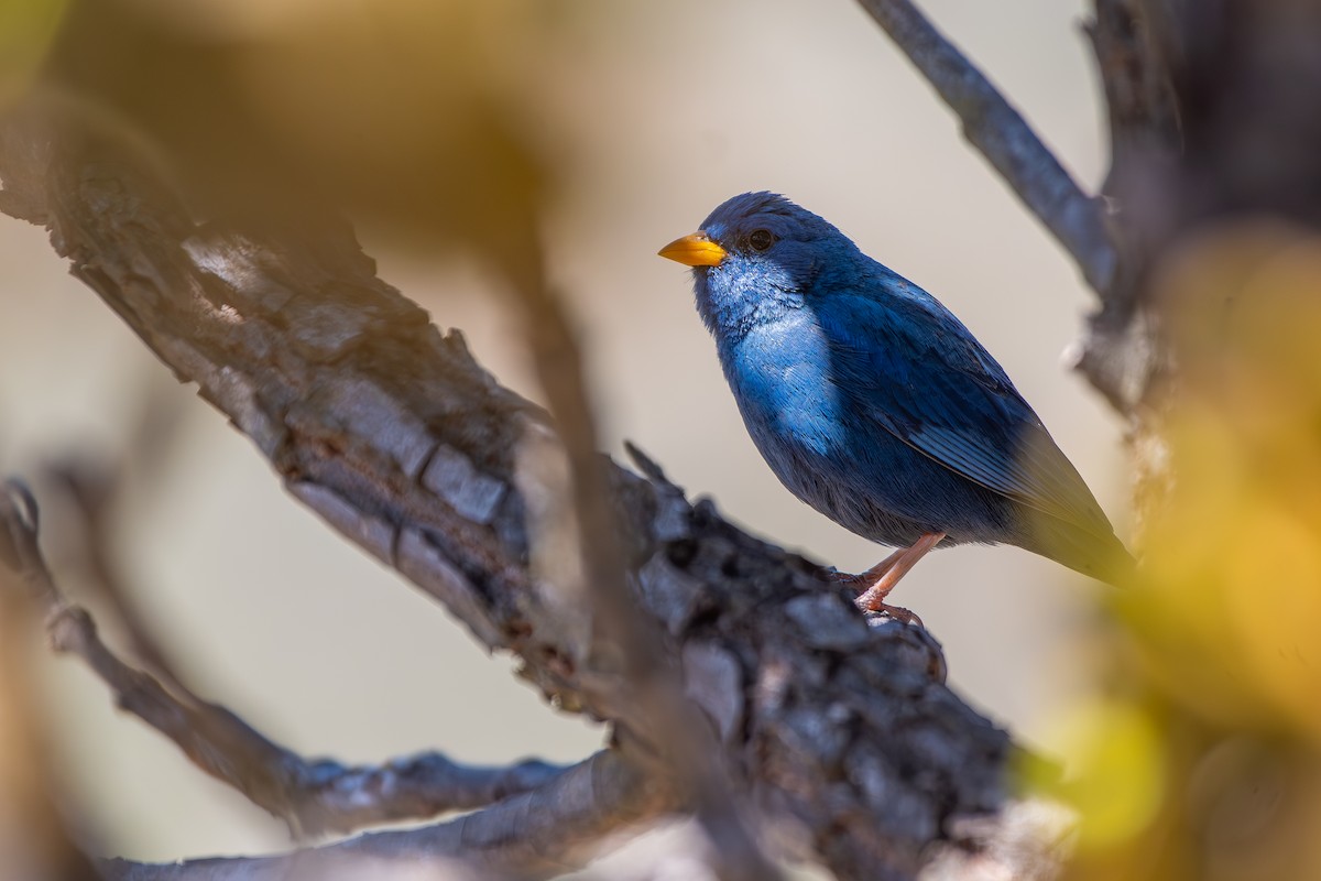Blue Finch - ML644071505