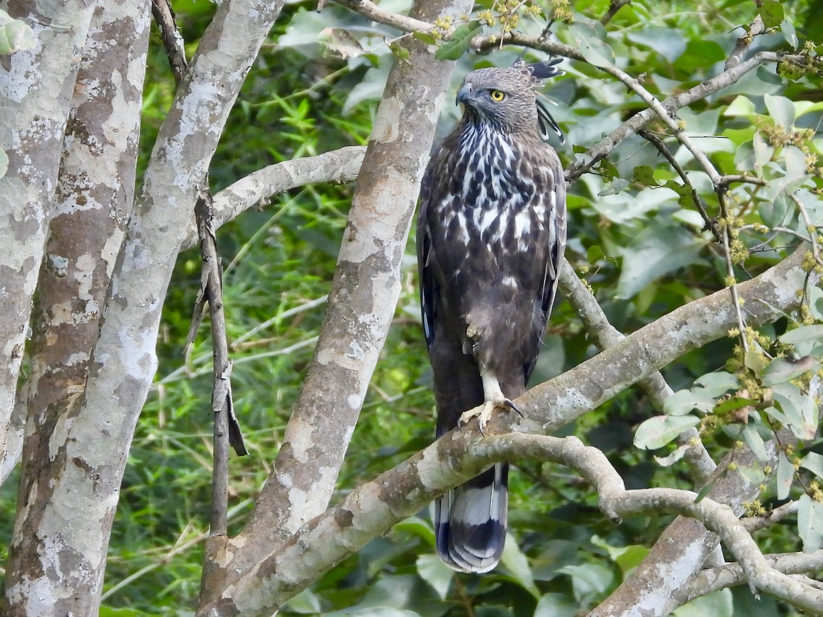 Changeable Hawk-Eagle - ML644071506