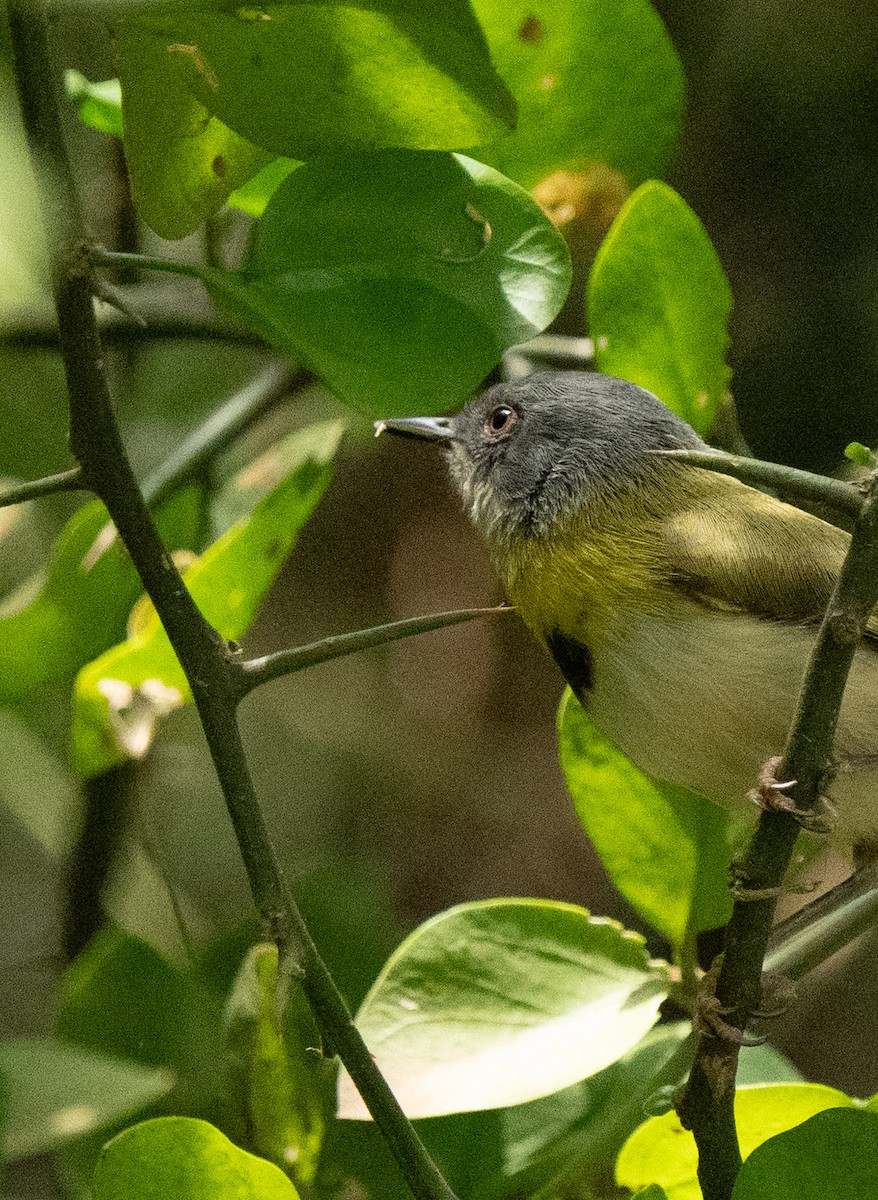 Желтогрудый апалис - ML644071514