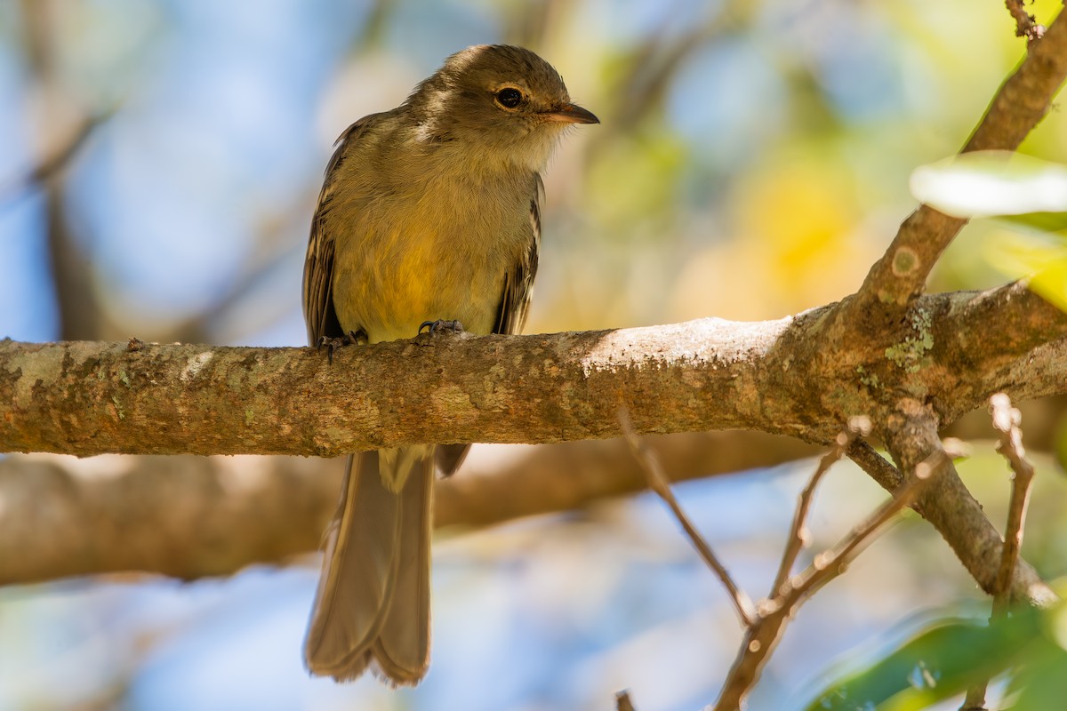 Yellow-bellied Elaenia - ML644071516